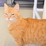 Dillon, a Adoptable mixed breed in Long Beach, WA image 3/3