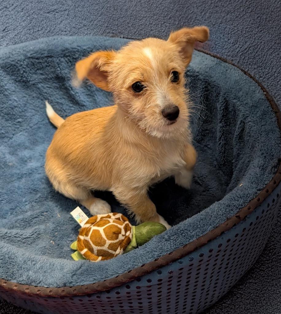Enlarge Pretzel-Small Breed Puppy!, a Adopted mixed breed in Fort Myers, FL image 1/5