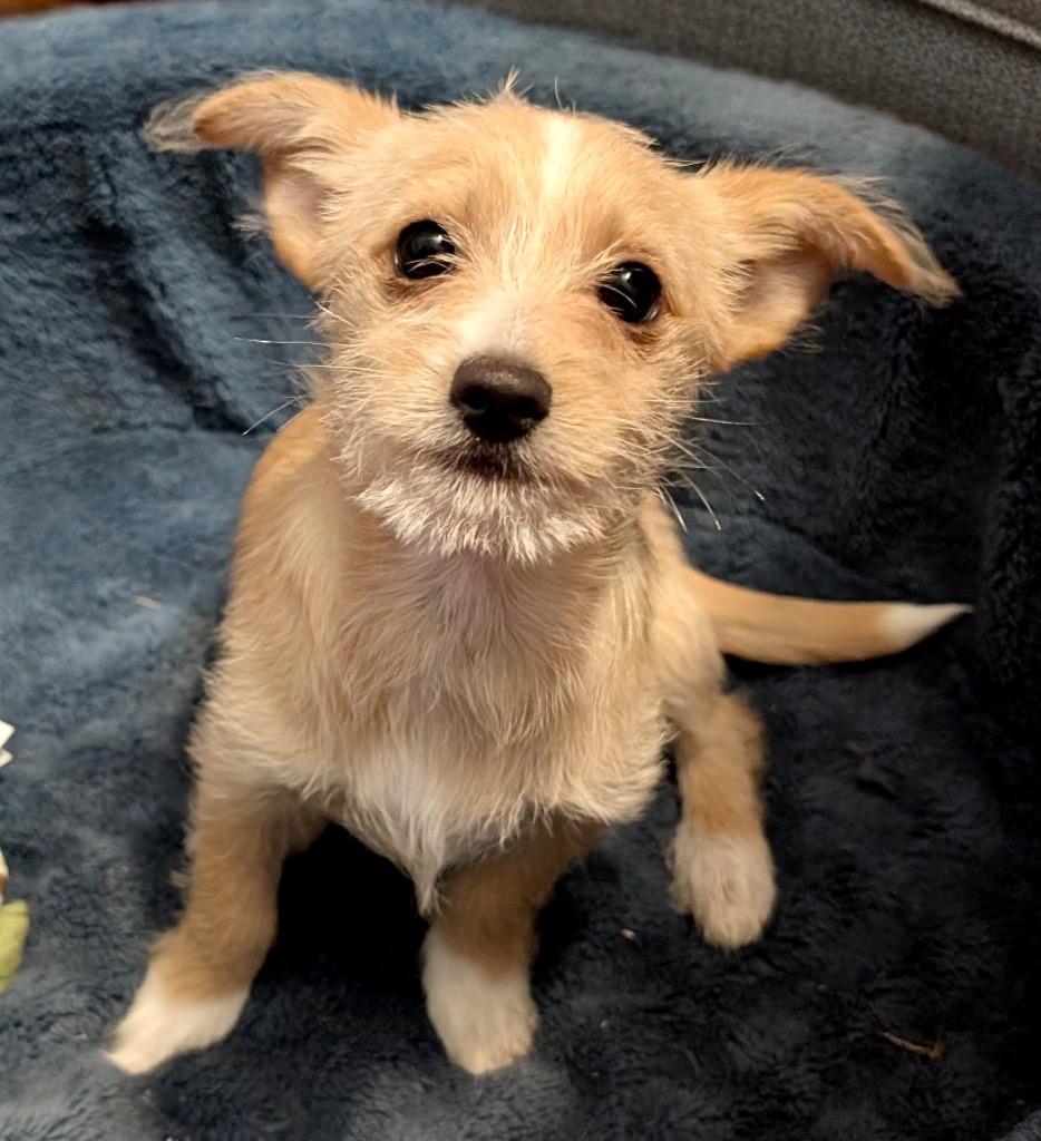 Enlarge Pretzel-Small Breed Puppy!, a Adopted mixed breed in Fort Myers, FL image 2/5