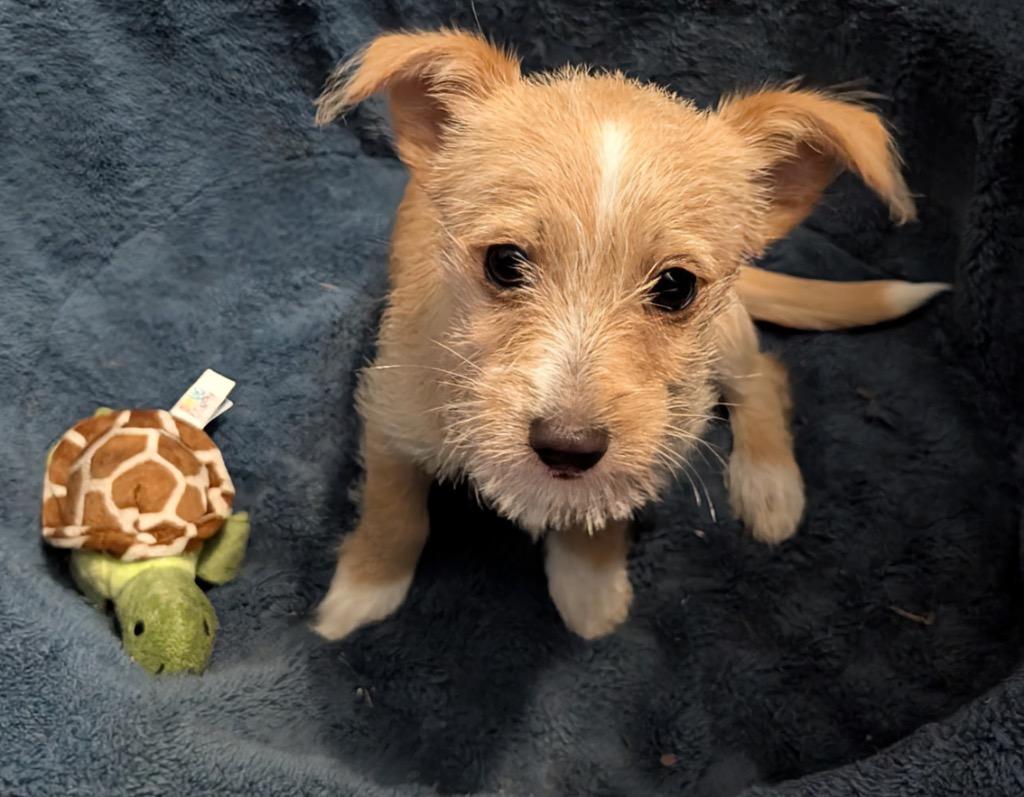 Enlarge Pretzel-Small Breed Puppy!, a Adopted mixed breed in Fort Myers, FL image 4/5
