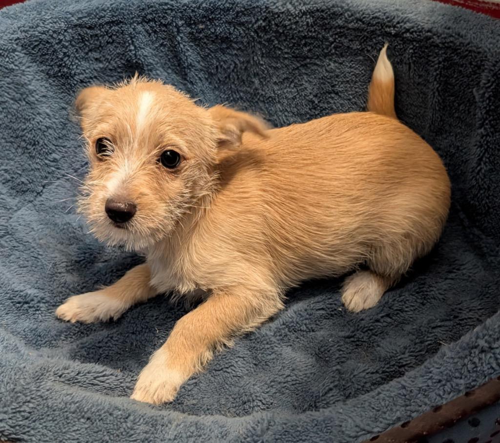 Enlarge Pretzel-Small Breed Puppy!, a Adopted mixed breed in Fort Myers, FL image 5/5