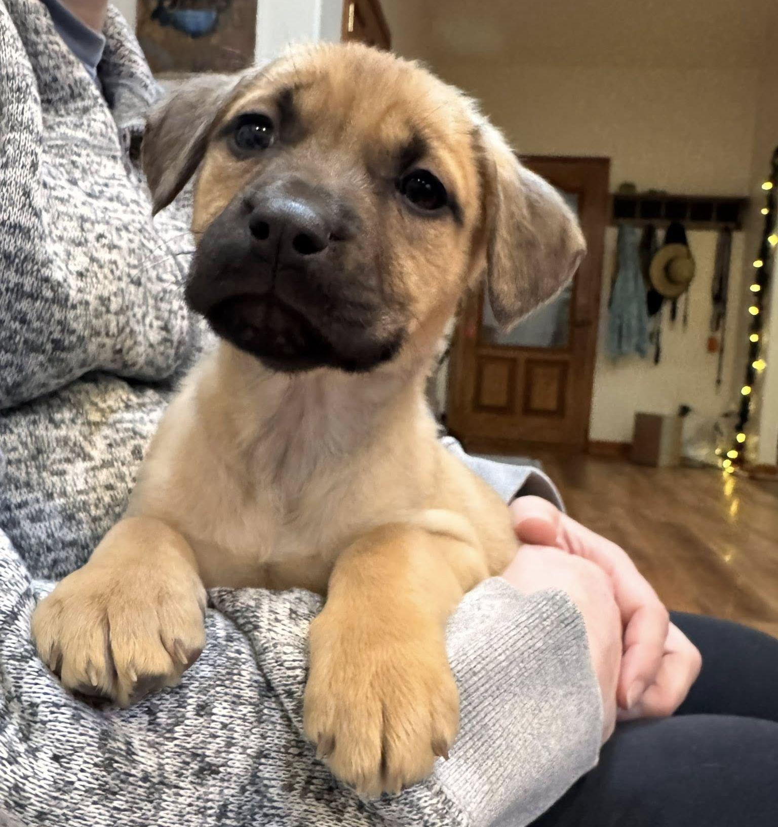 Enlarge Mango, a Adopted mixed breed in LEWISTON, ID image 2/3