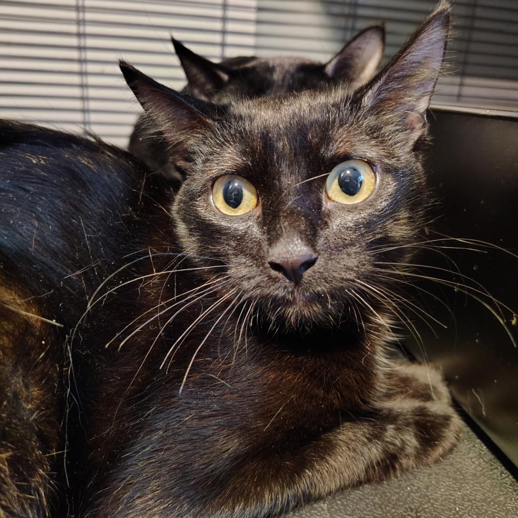 Enlarge Wish, a Adoptable Domestic Short Hair in Osawatomie, KS image 1/1