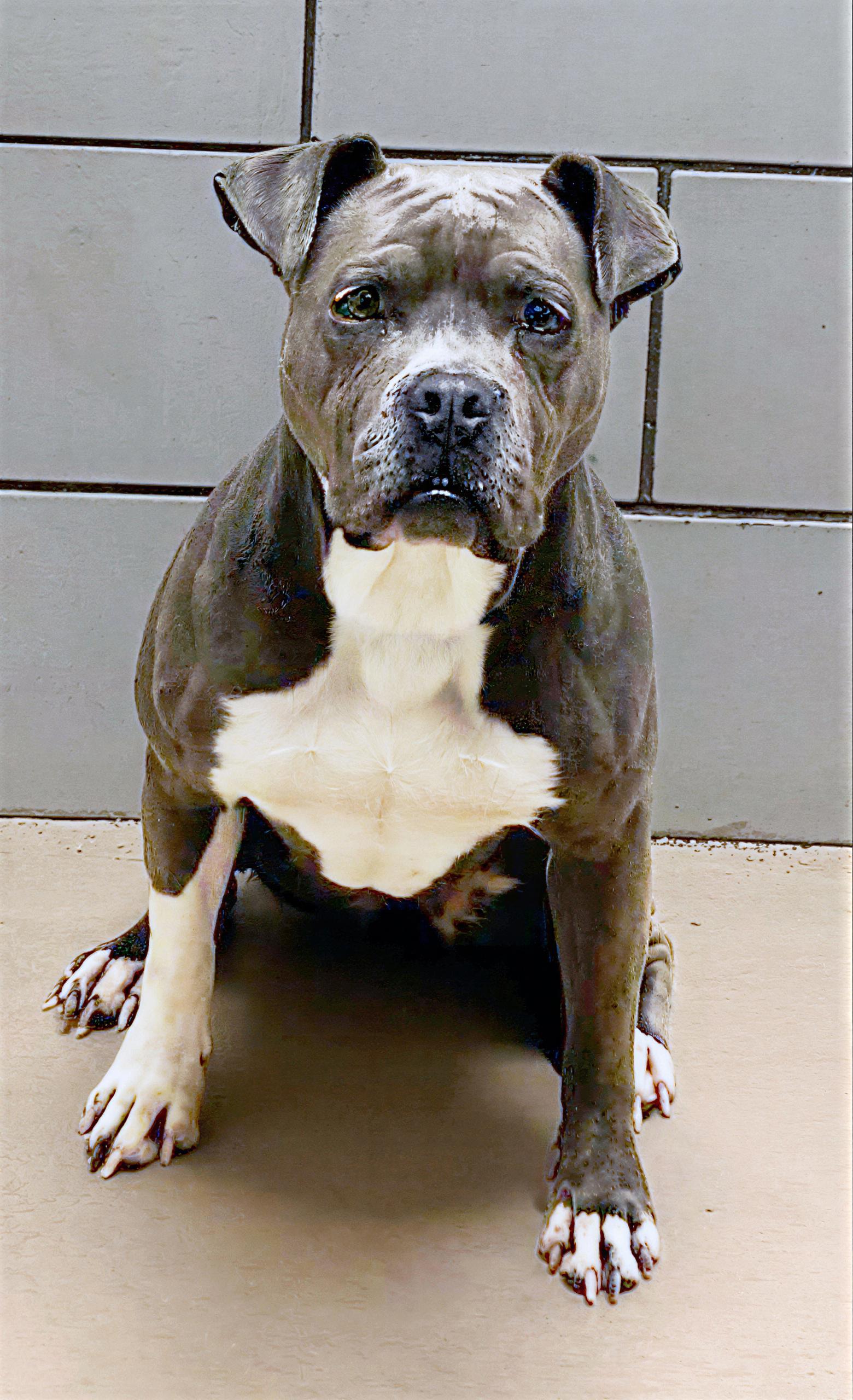 Enlarge Siri, an adopted Mixed Breed in Nashville, TN image 1/1