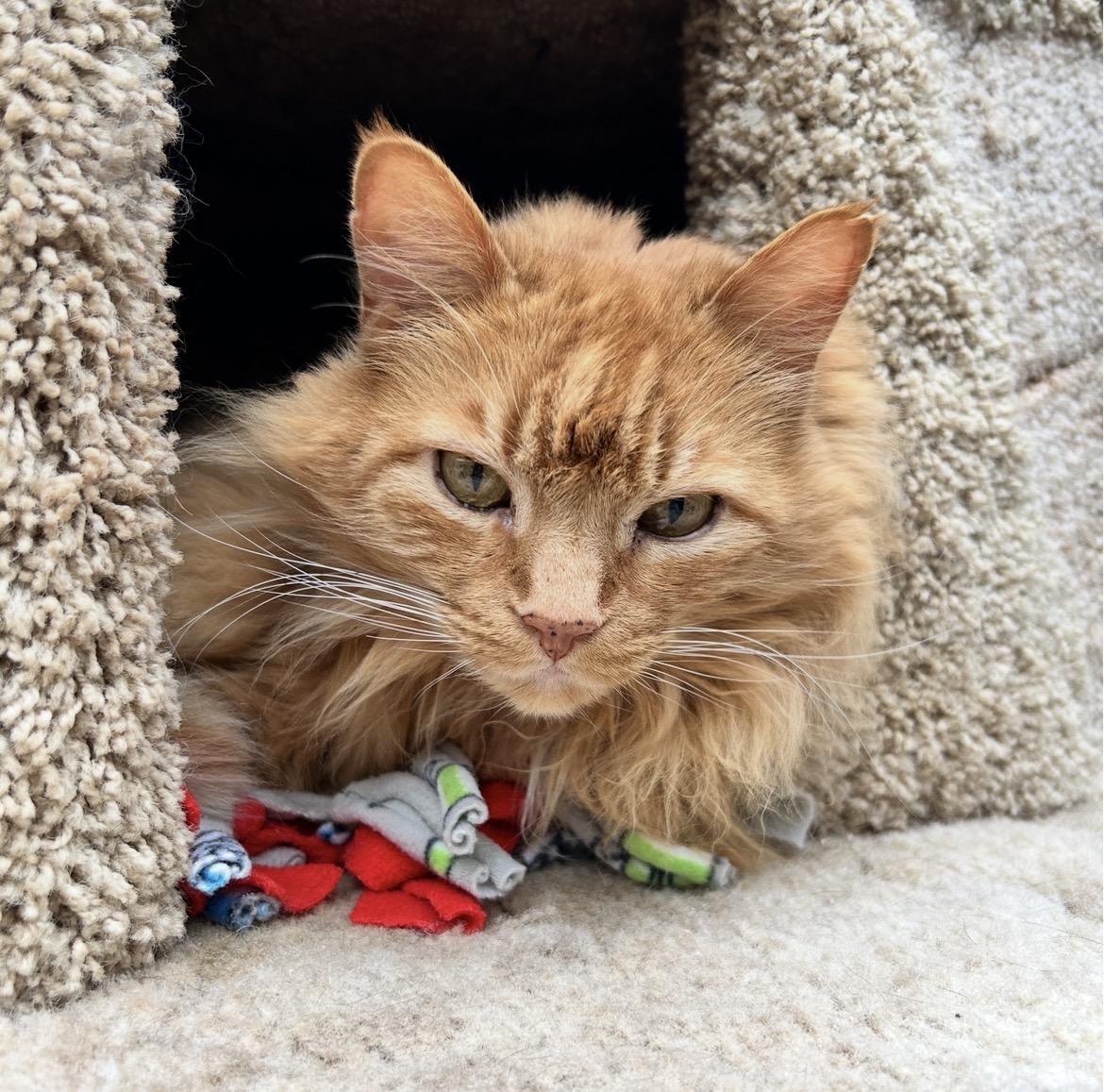 Taurus, a ADOPTABLE Domestic Medium Hair in Maple Ridge, BC image 5/6