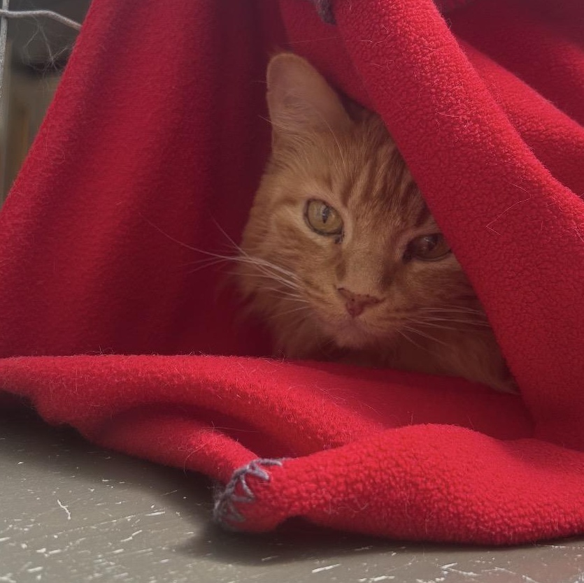 Taurus, a ADOPTABLE Domestic Medium Hair in Maple Ridge, BC image 4/6