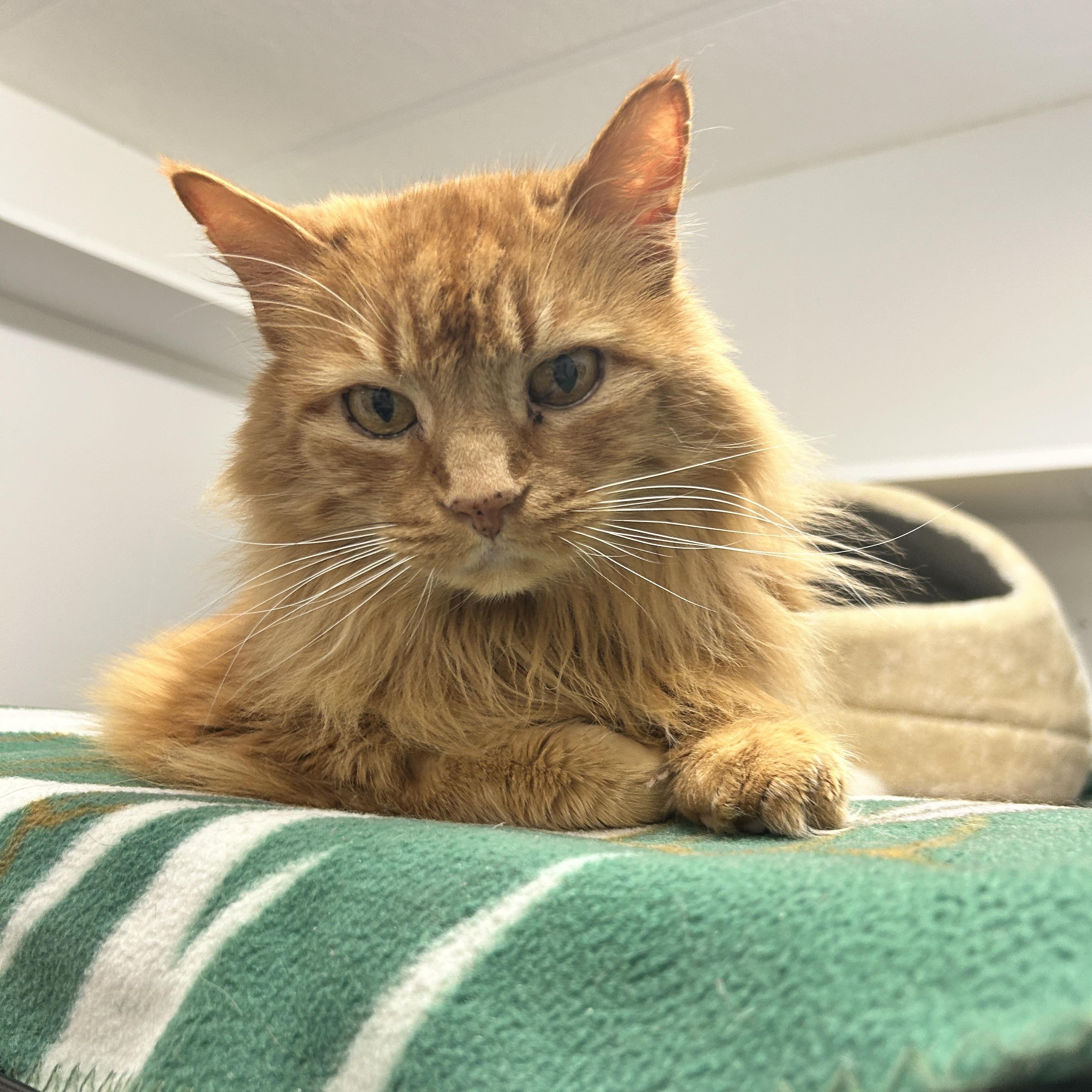 Taurus, a ADOPTABLE Domestic Medium Hair in Maple Ridge, BC image 2/6