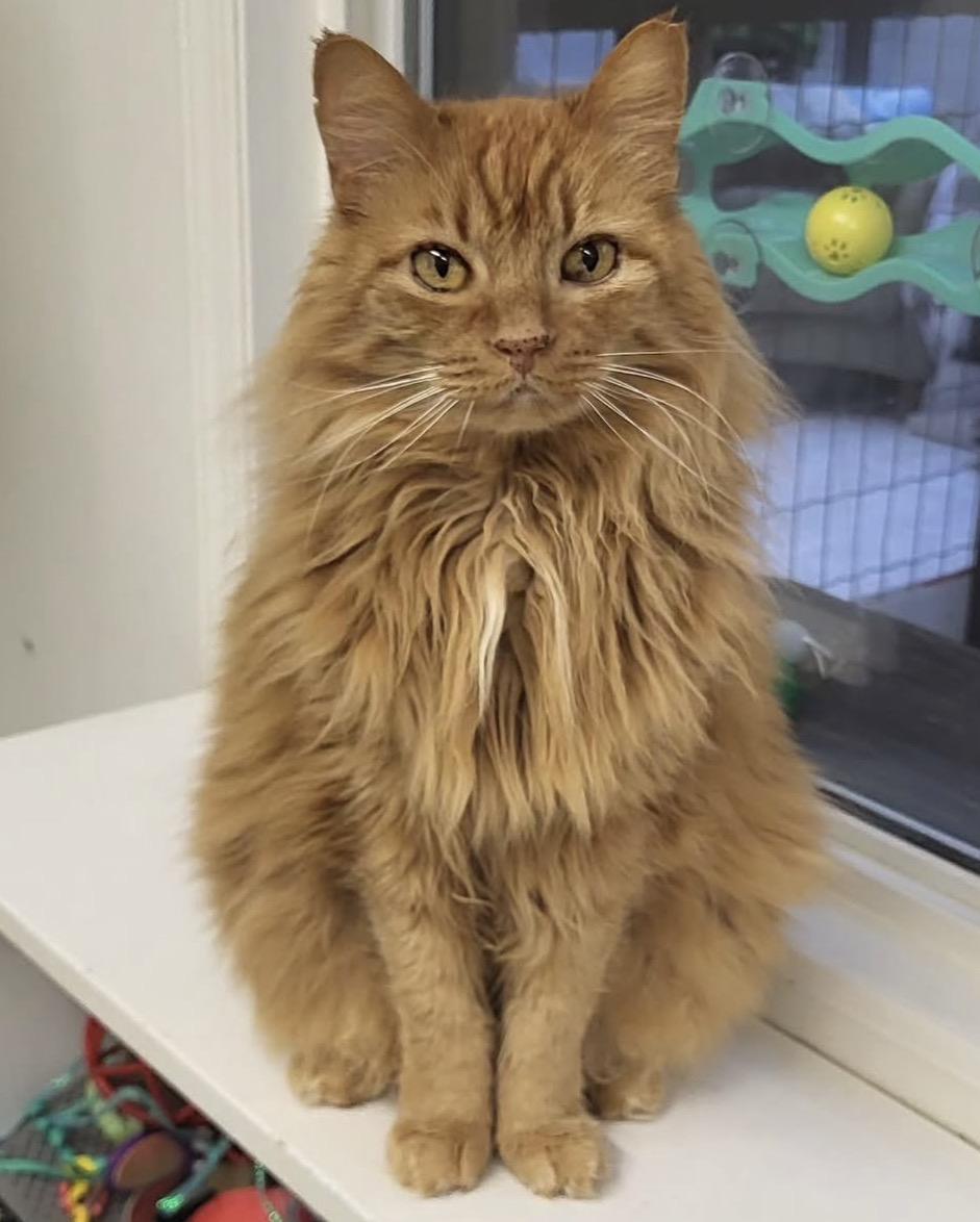 Taurus, a ADOPTABLE Domestic Medium Hair in Maple Ridge, BC image 3/6