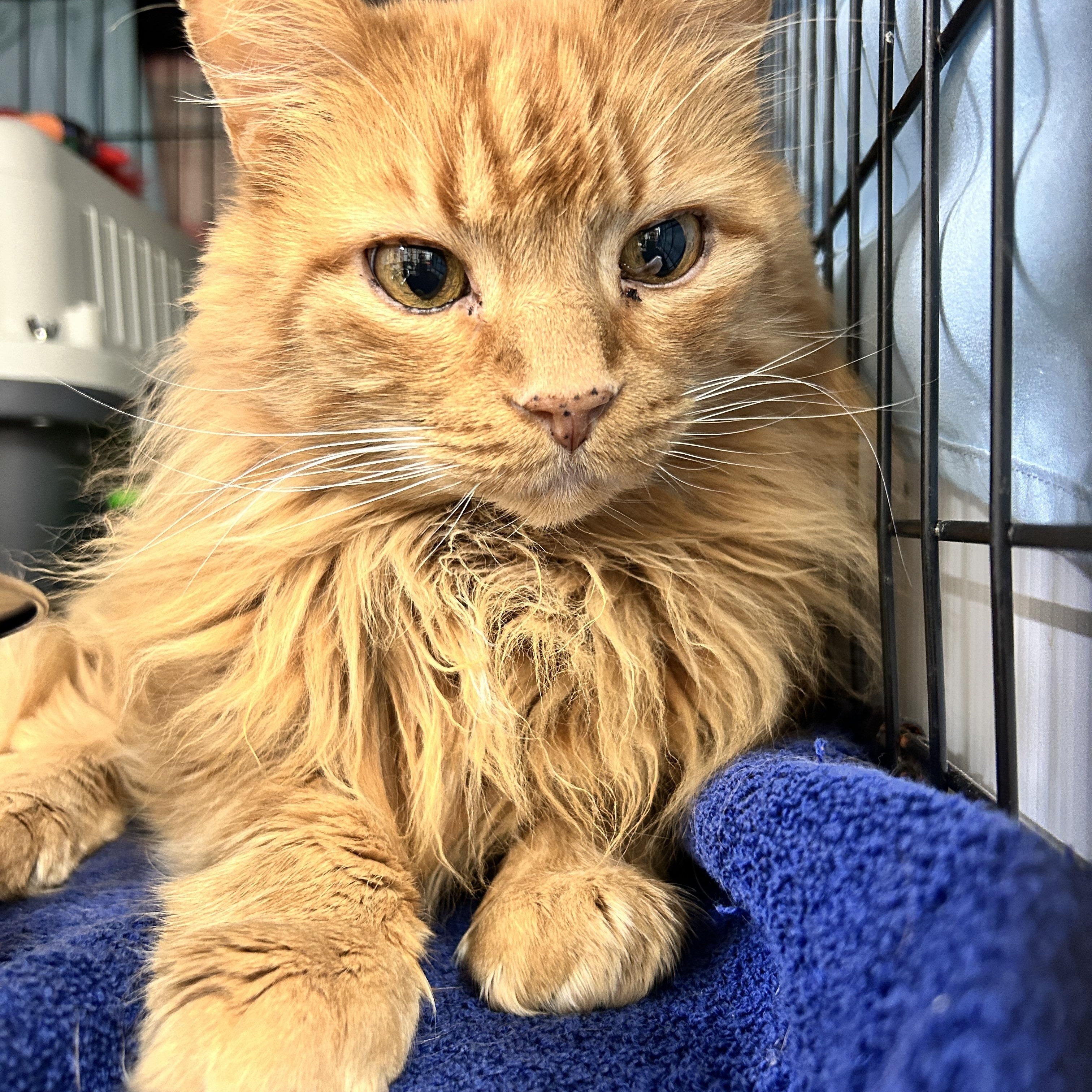 Taurus, ADOPTABLE, Adult Male Domestic Medium Hair.