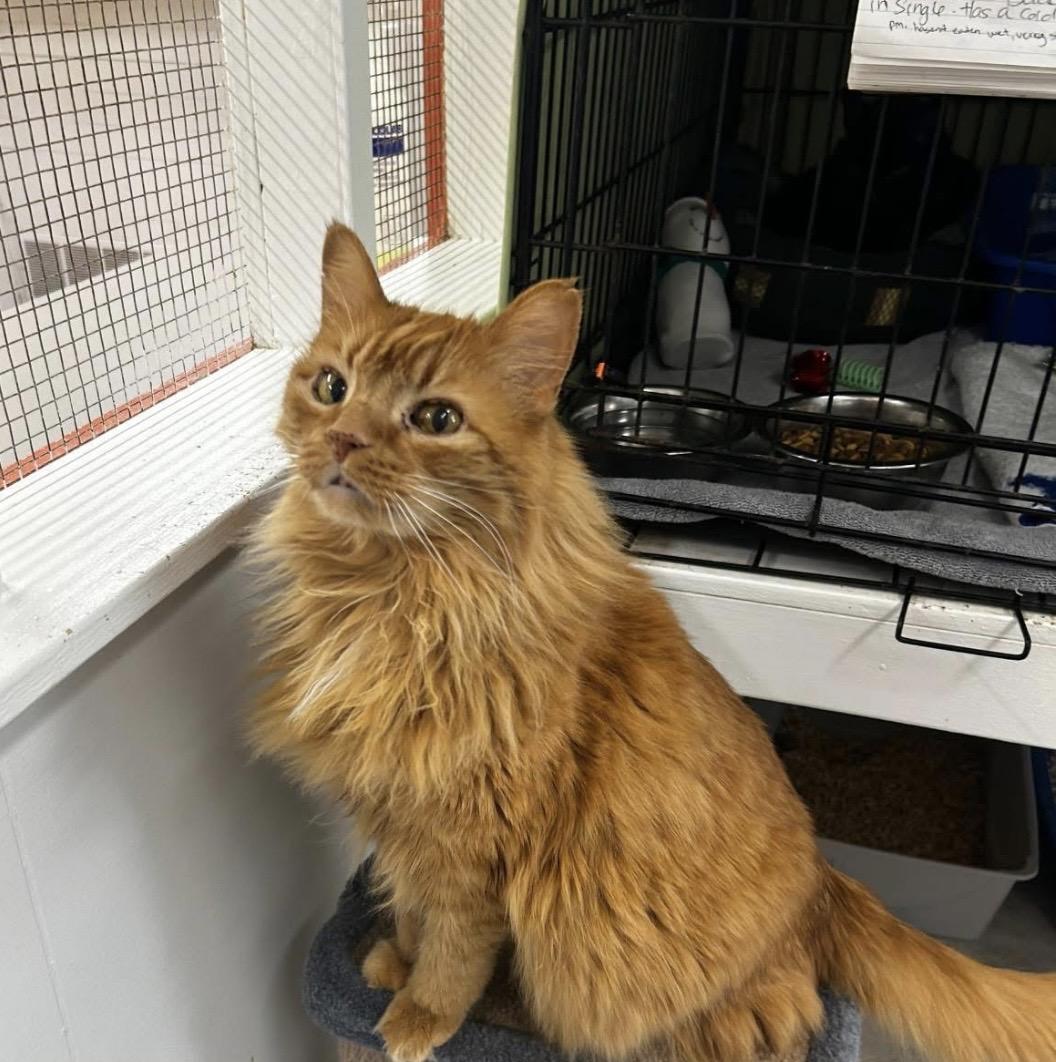 Taurus, a ADOPTABLE Domestic Medium Hair in Maple Ridge, BC image 1/6