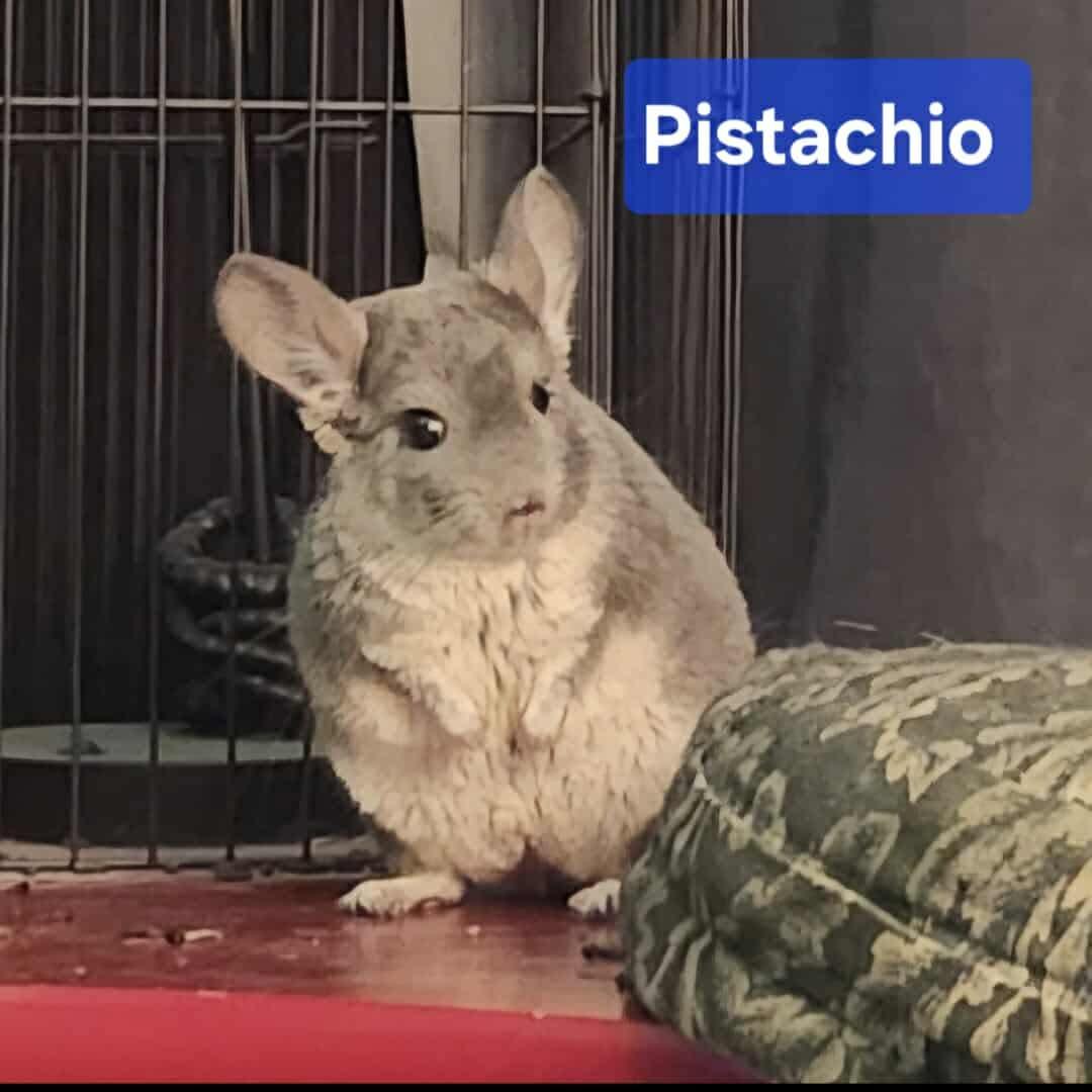 Pistachio , ADOPTABLE, Adult Male Chinchilla.