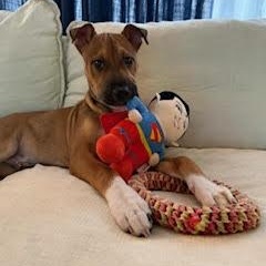 Branch, an adopted mixed breed in Ayden, NC image 5/6