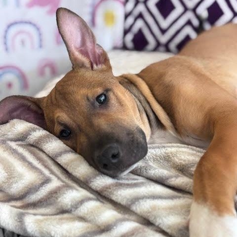 Branch, adopted, Puppy Male Pit Bull Terrier.