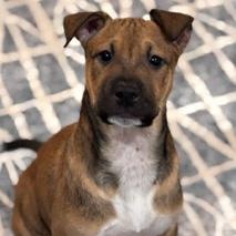 Branch, an adopted mixed breed in Ayden, NC image 3/6