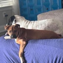 Branch, an adopted mixed breed in Ayden, NC image 6/6