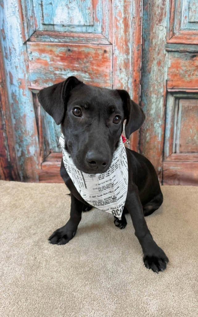 Enlarge Vader, a Adoptable mixed breed in Fond Du Lac, WI image 1/5