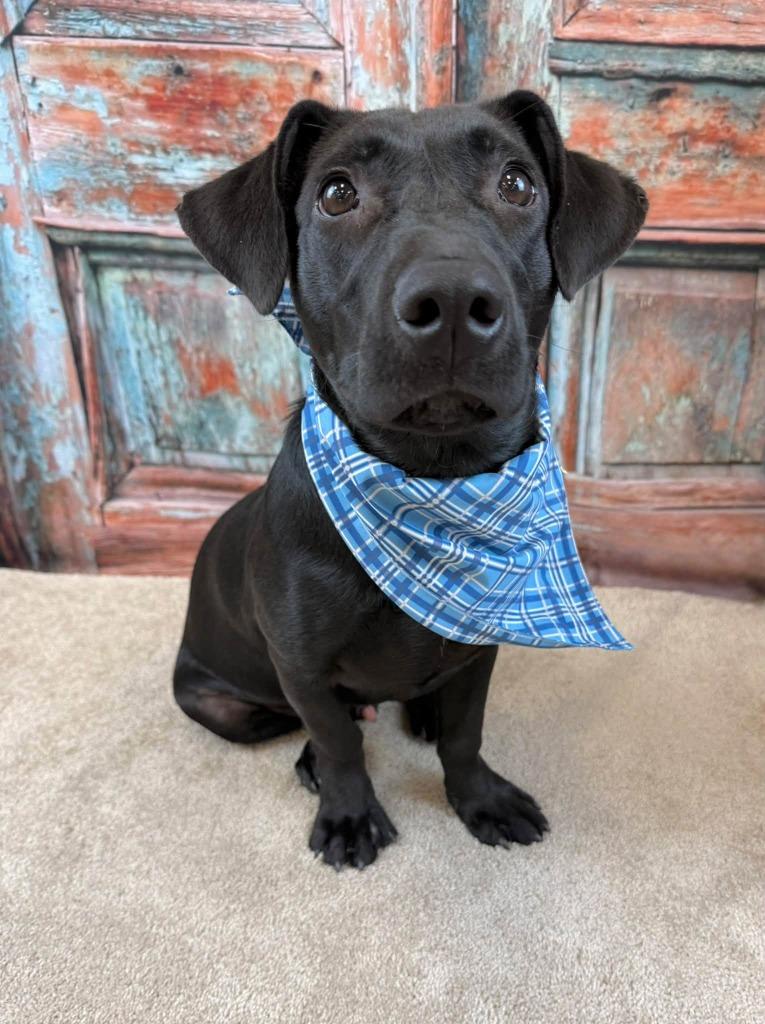 Enlarge Vader, a Adoptable mixed breed in Fond Du Lac, WI image 2/5