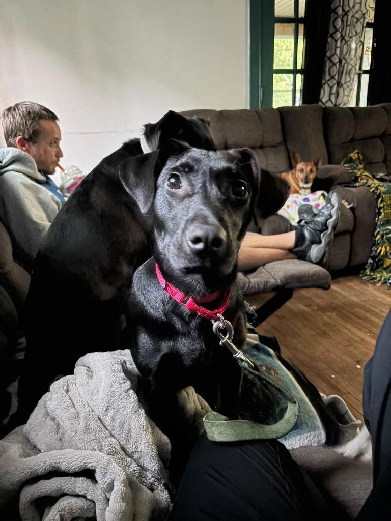 Enlarge Vader, a Adoptable mixed breed in Fond Du Lac, WI image 3/5