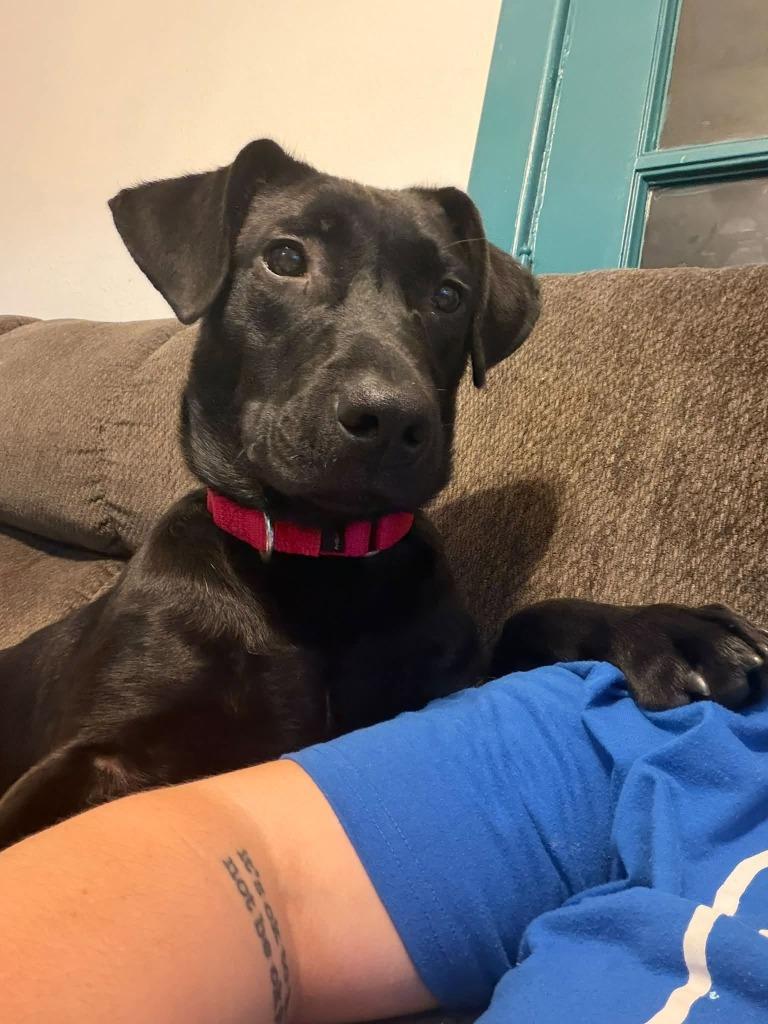 Enlarge Vader, a Adoptable mixed breed in Fond Du Lac, WI image 4/5