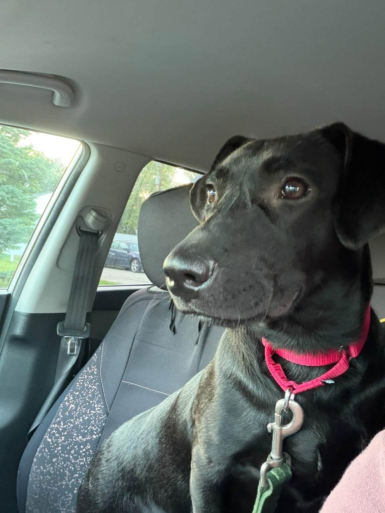 Enlarge Vader, a Adoptable mixed breed in Fond Du Lac, WI image 5/5