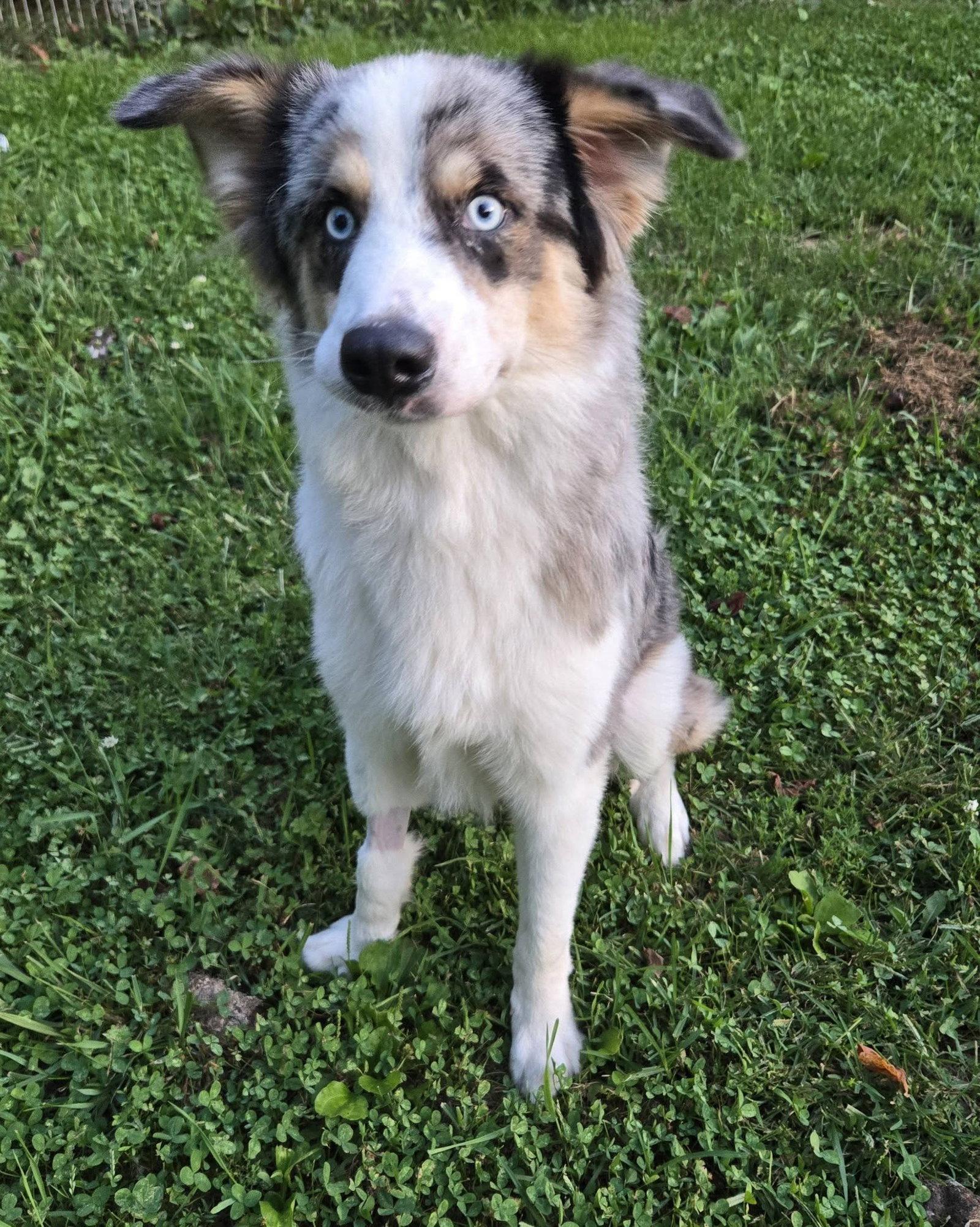 Enlarge Bandit, a Adoptable Australian Cattle Dog / Blue Heeler in Fairmont, WV image 1/3