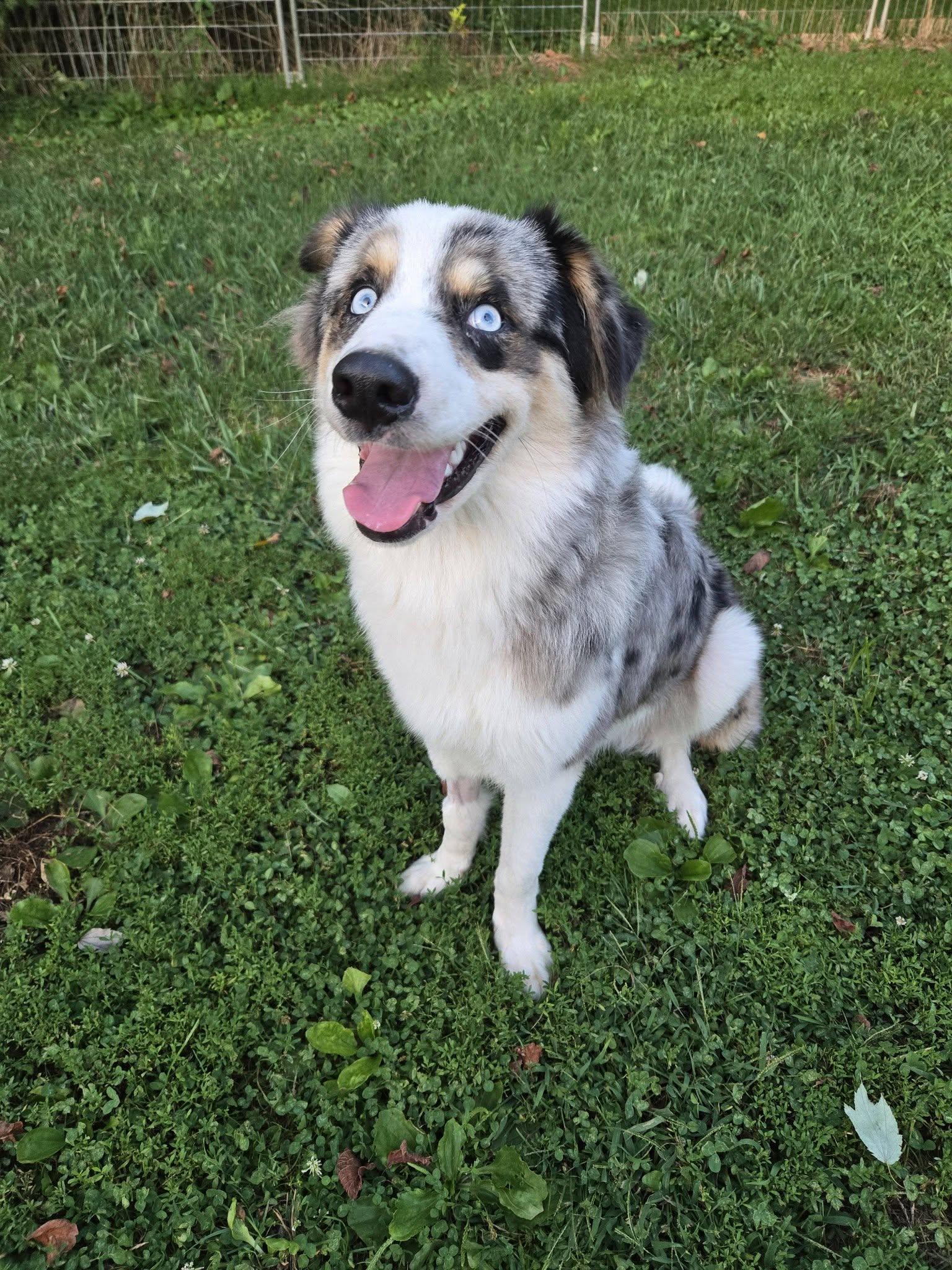 Enlarge Bandit, a Adoptable Australian Cattle Dog / Blue Heeler in Fairmont, WV image 2/3