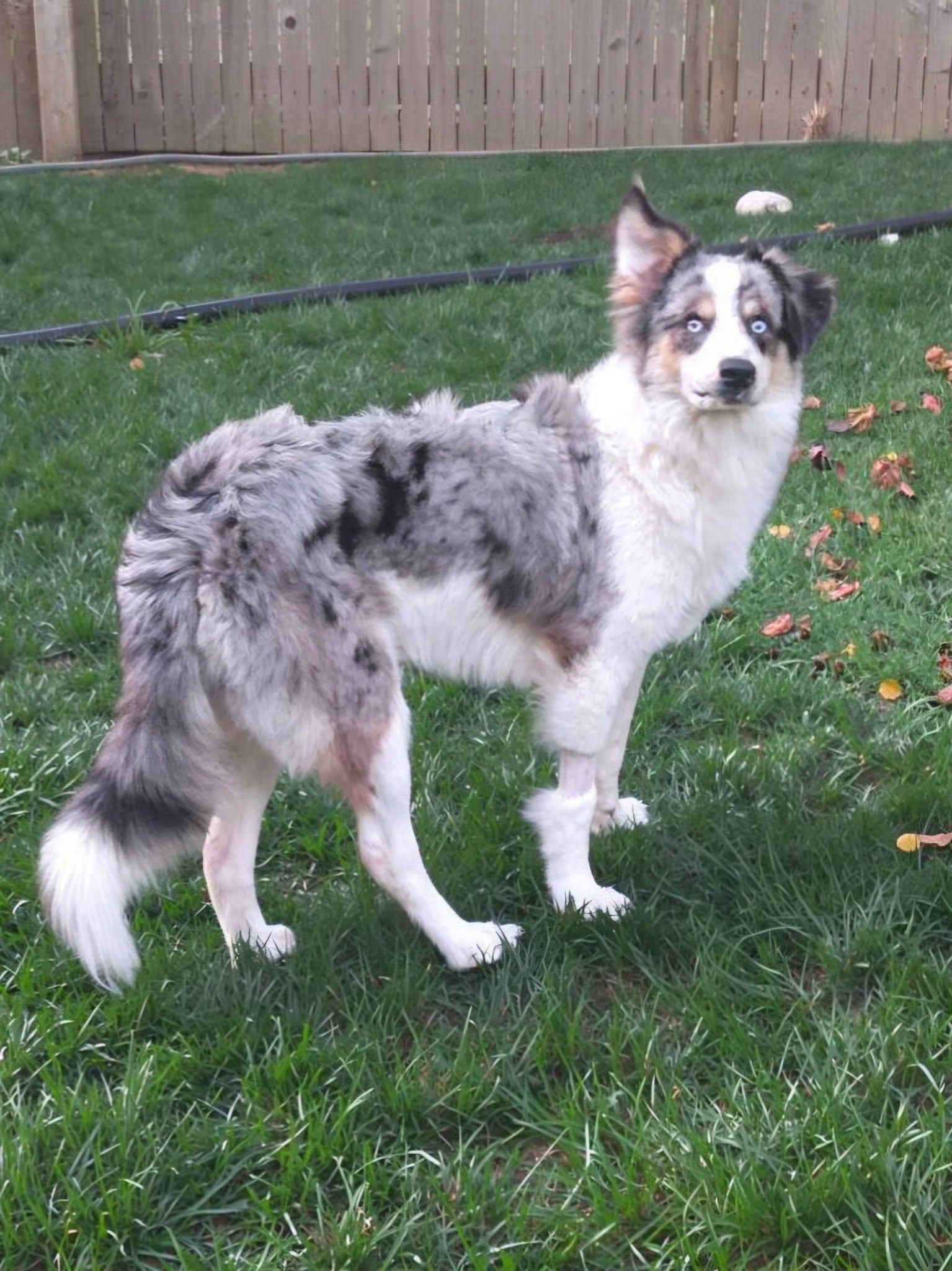 Enlarge Bandit, a Adoptable Australian Cattle Dog / Blue Heeler in Fairmont, WV image 3/3