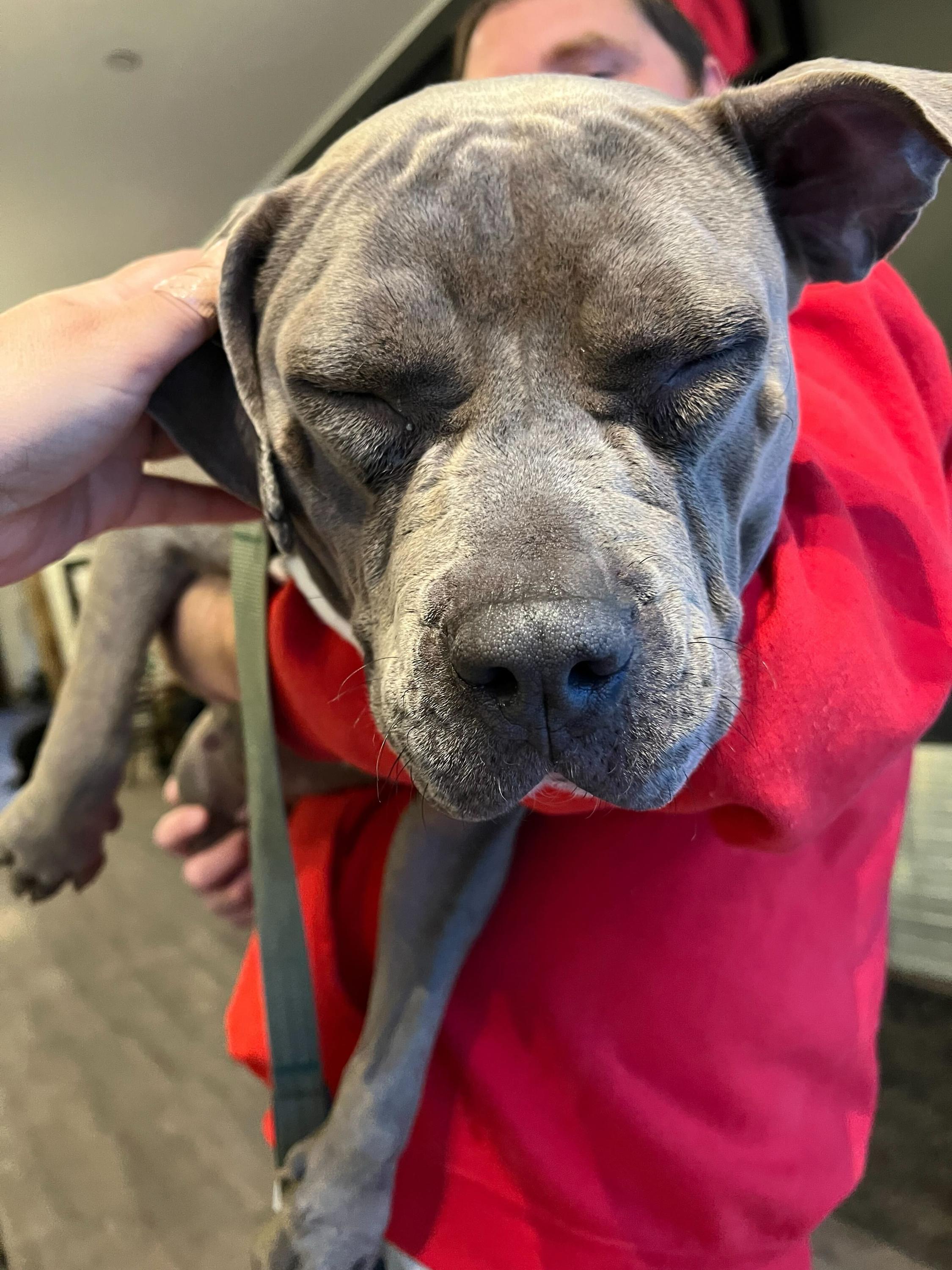 Swiss, a ADOPTABLE mixed breed in Bowdoin, ME image 4/5