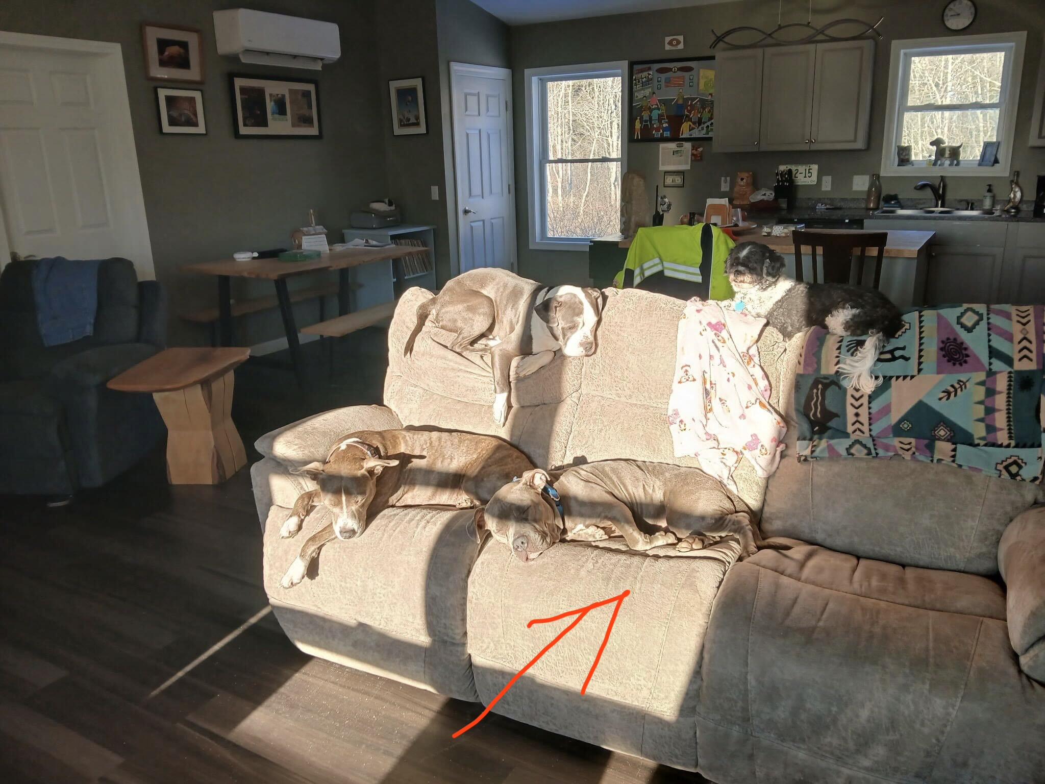 Swiss, a ADOPTABLE mixed breed in Bowdoin, ME image 5/5