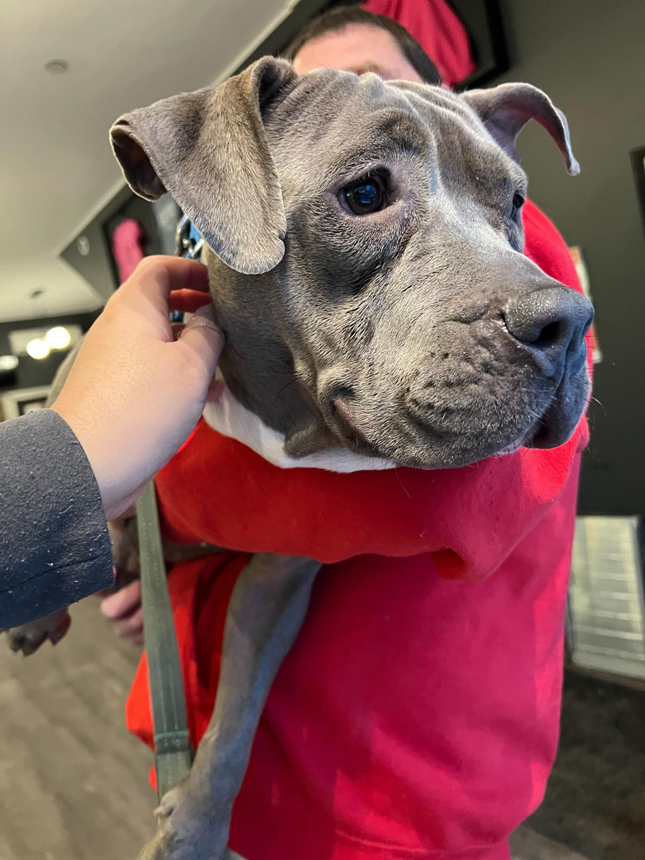 Swiss, ADOPTABLE, Adult Female Mixed Breed & Pit Bull Terrier.