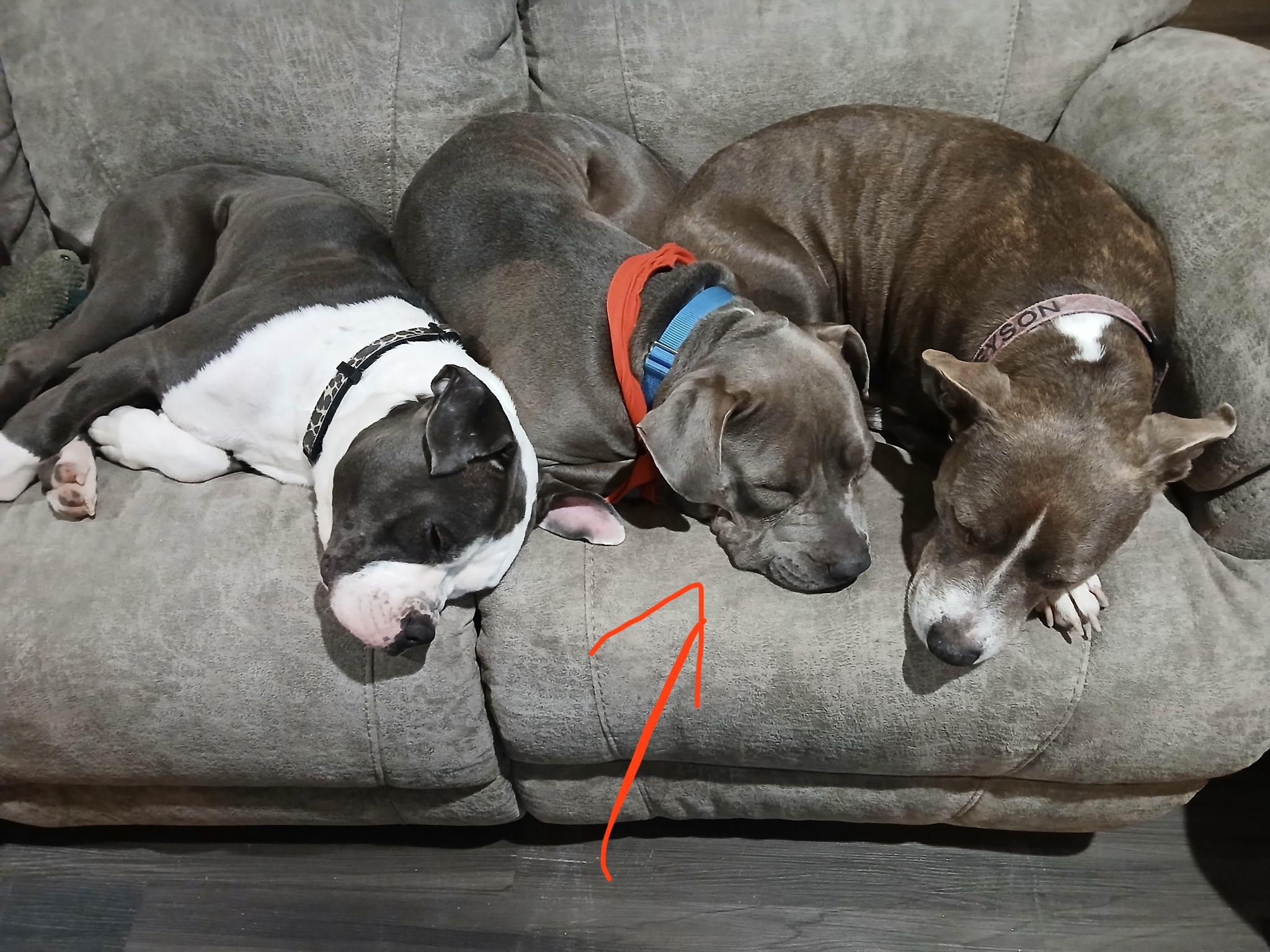 Swiss, a ADOPTABLE mixed breed in Bowdoin, ME image 3/5