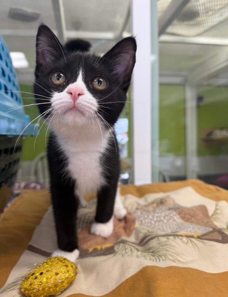 Paula, Adopted, Kitten Female Domestic Short Hair.