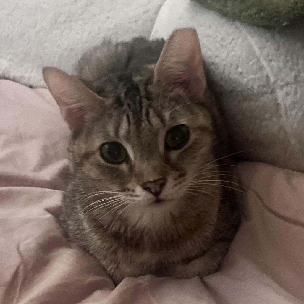 LuLu — thumbnail 2