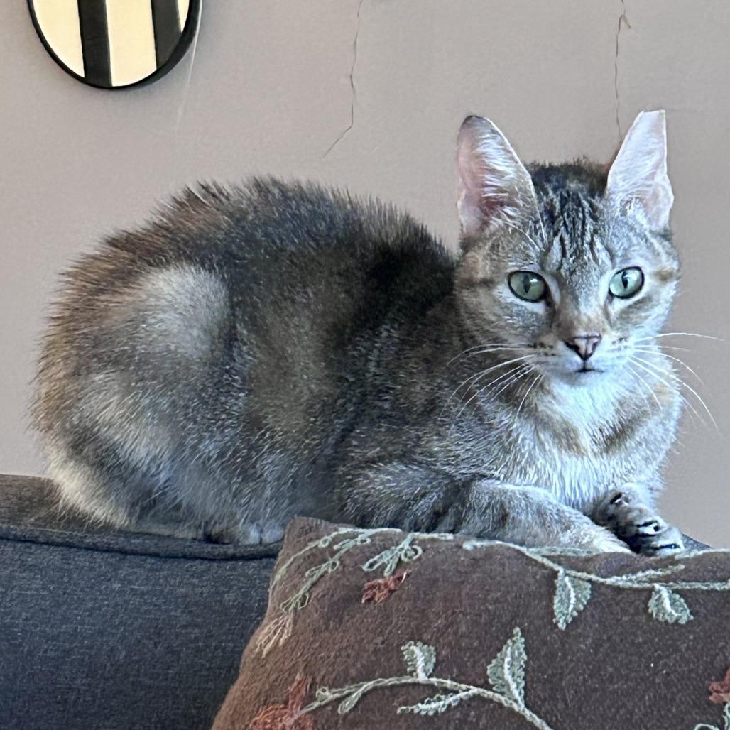 LuLu — thumbnail 4