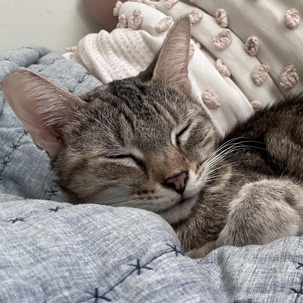 LuLu — thumbnail 6