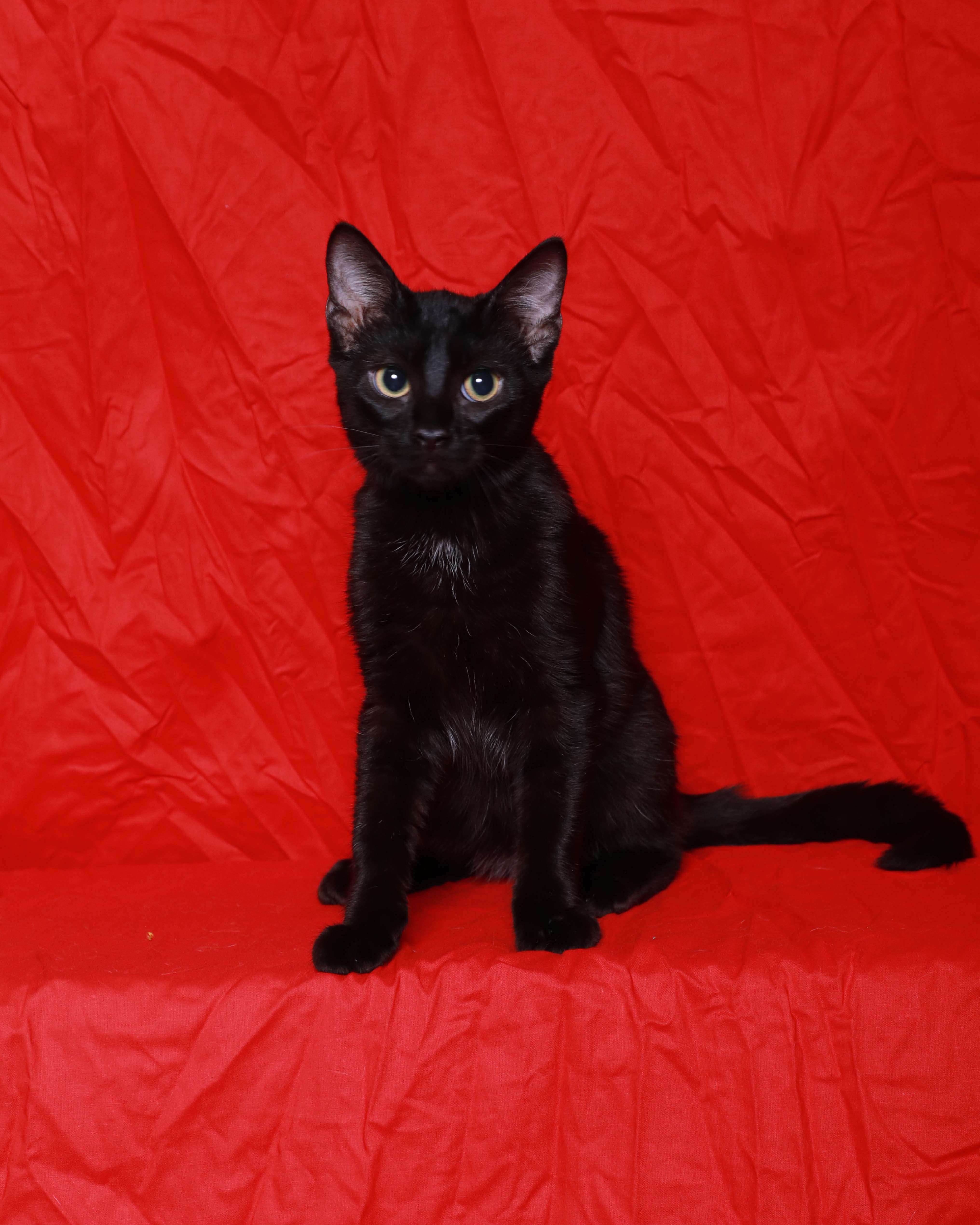 Henri, Adoptable, Kitten Male Domestic Short Hair.