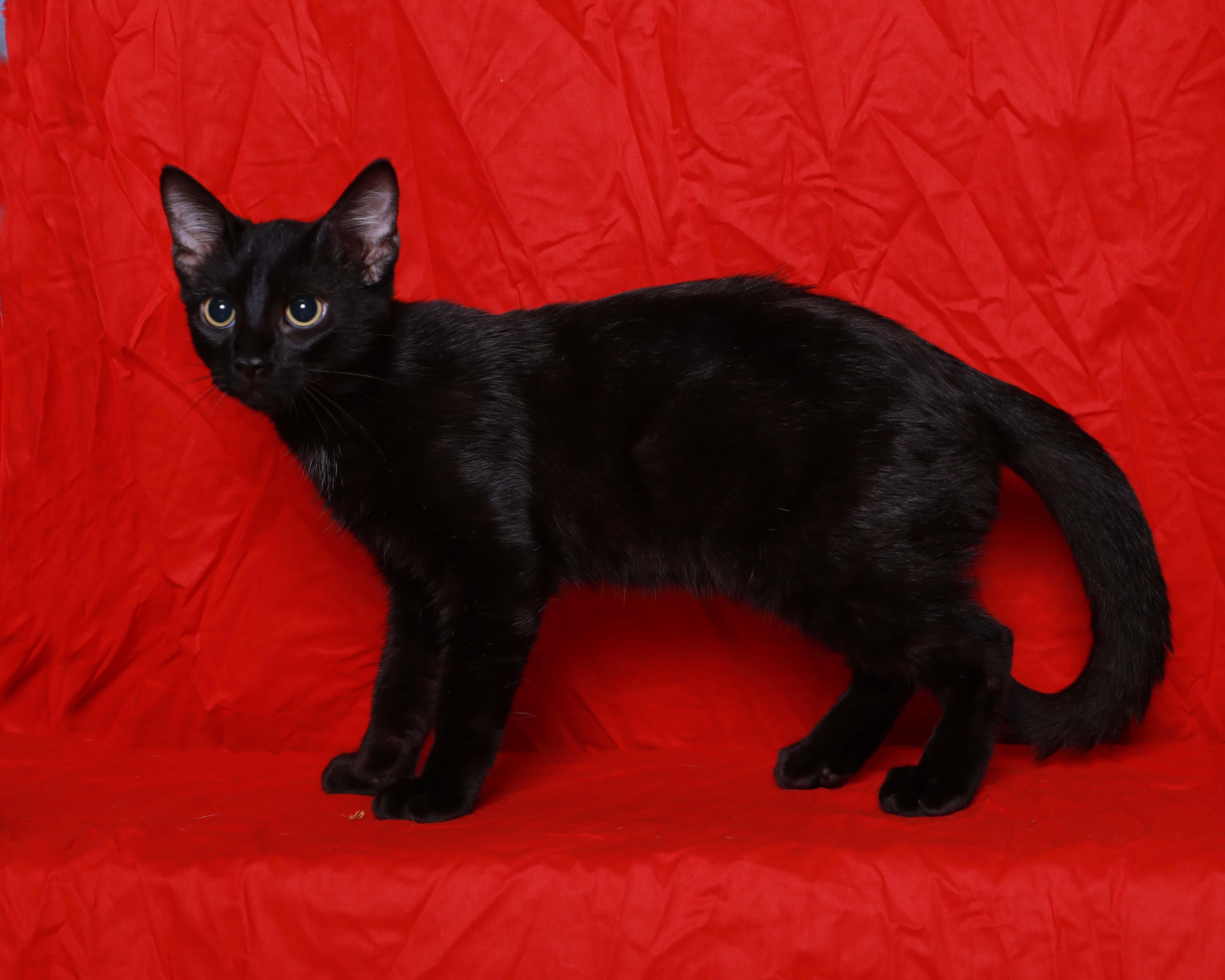 Enlarge Henri, a Adoptable Domestic Short Hair in Rock Falls, IL image 3/3