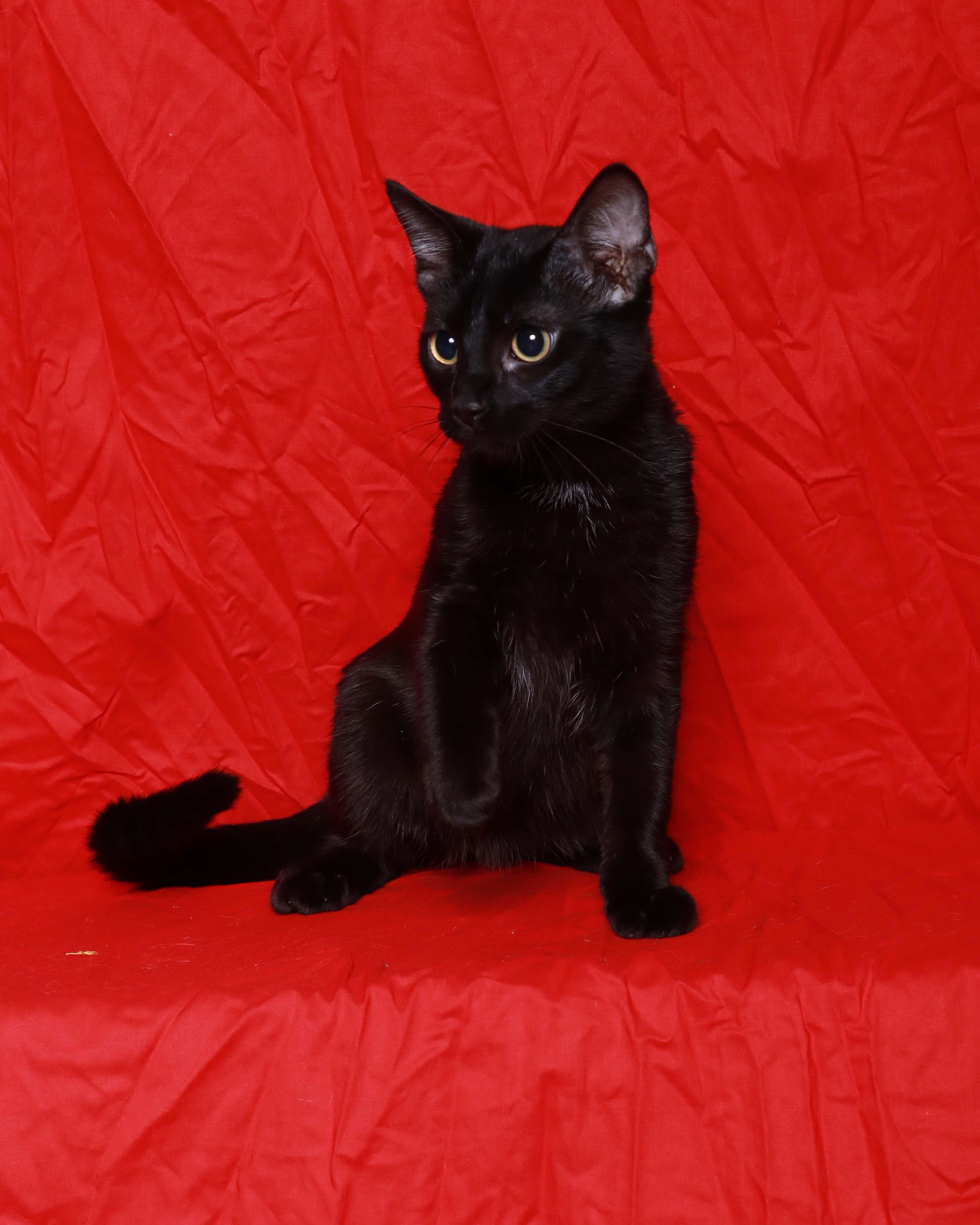 Enlarge Henri, a Adoptable Domestic Short Hair in Rock Falls, IL image 2/3