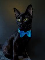 Enlarge Panther, a Adoptable Domestic Short Hair image 1/1