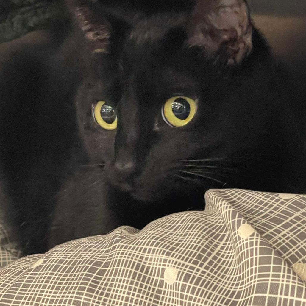 Celeste, Adoptable, Adult Female Domestic Short Hair.