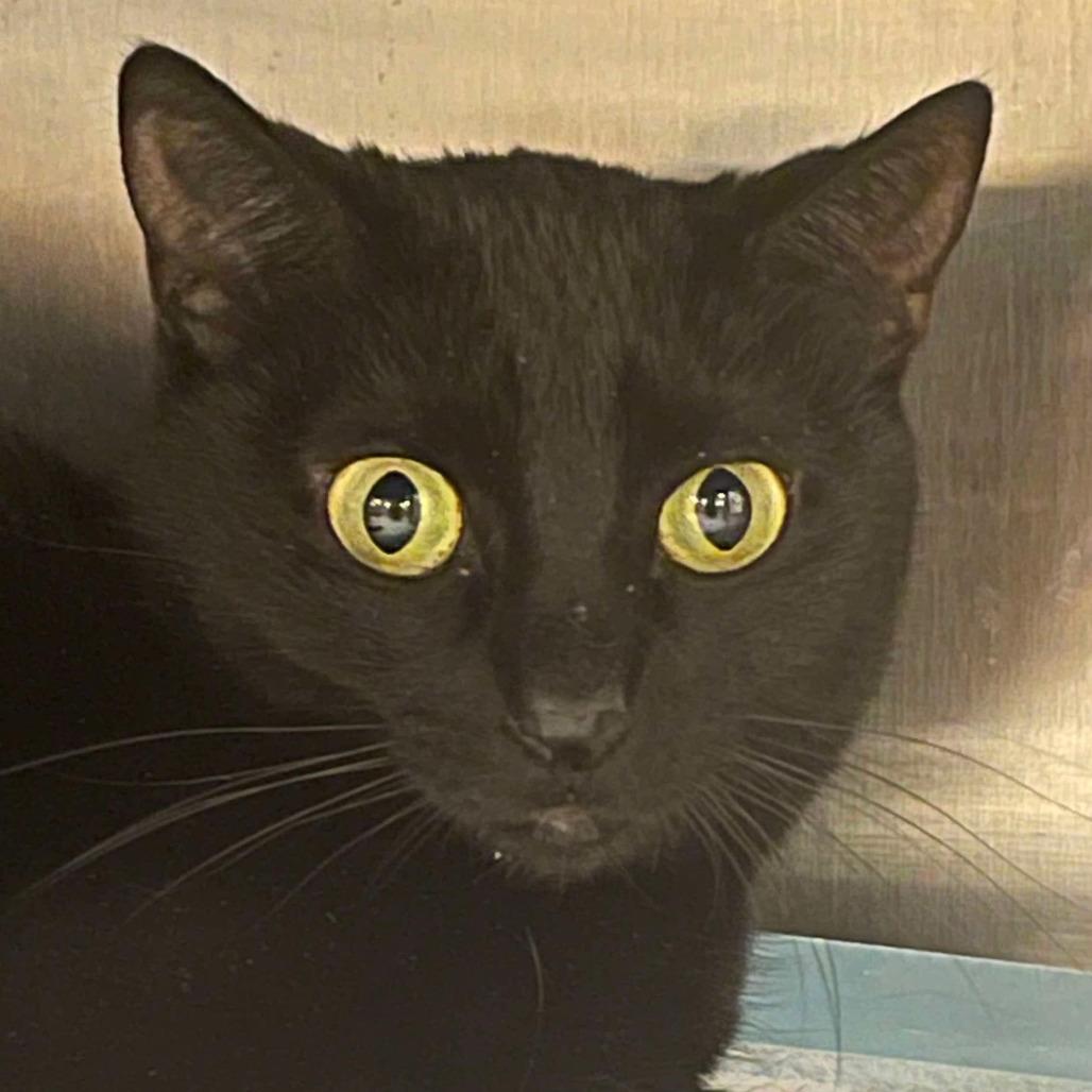 Enlarge Celeste, a Adoptable Domestic Short Hair in Fort Lauderdale, FL image 2/6