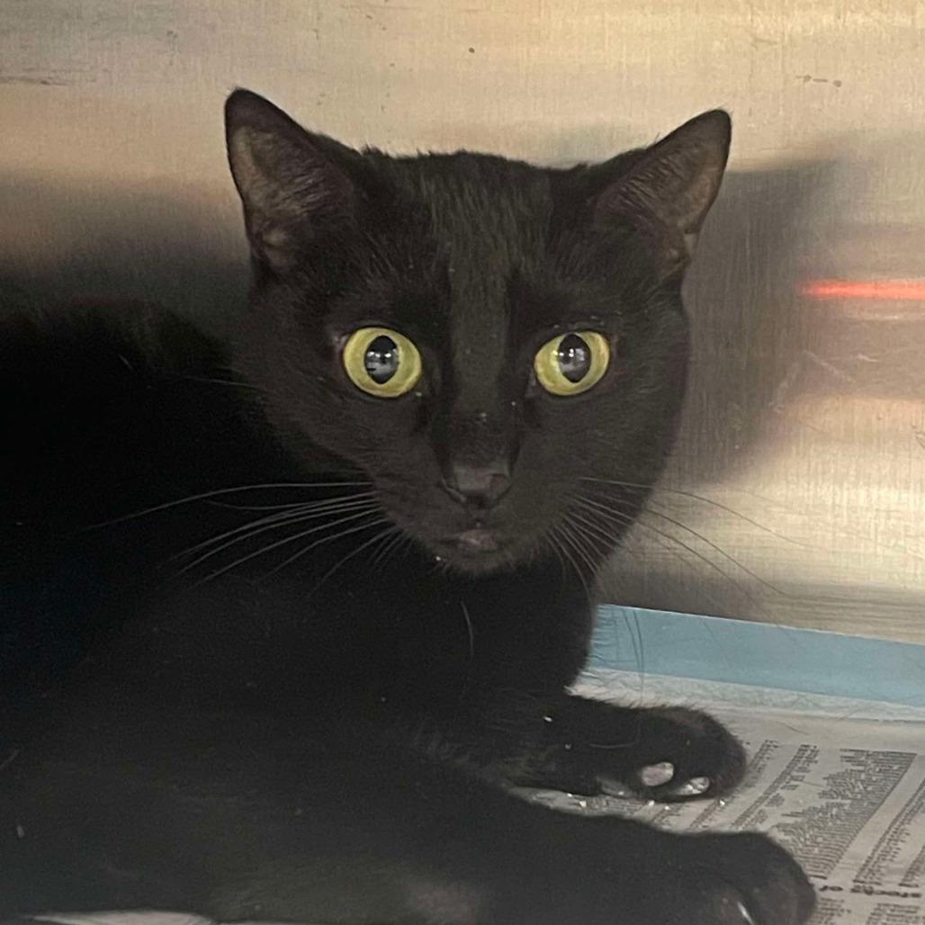 Enlarge Celeste, a Adoptable Domestic Short Hair in Fort Lauderdale, FL image 3/6