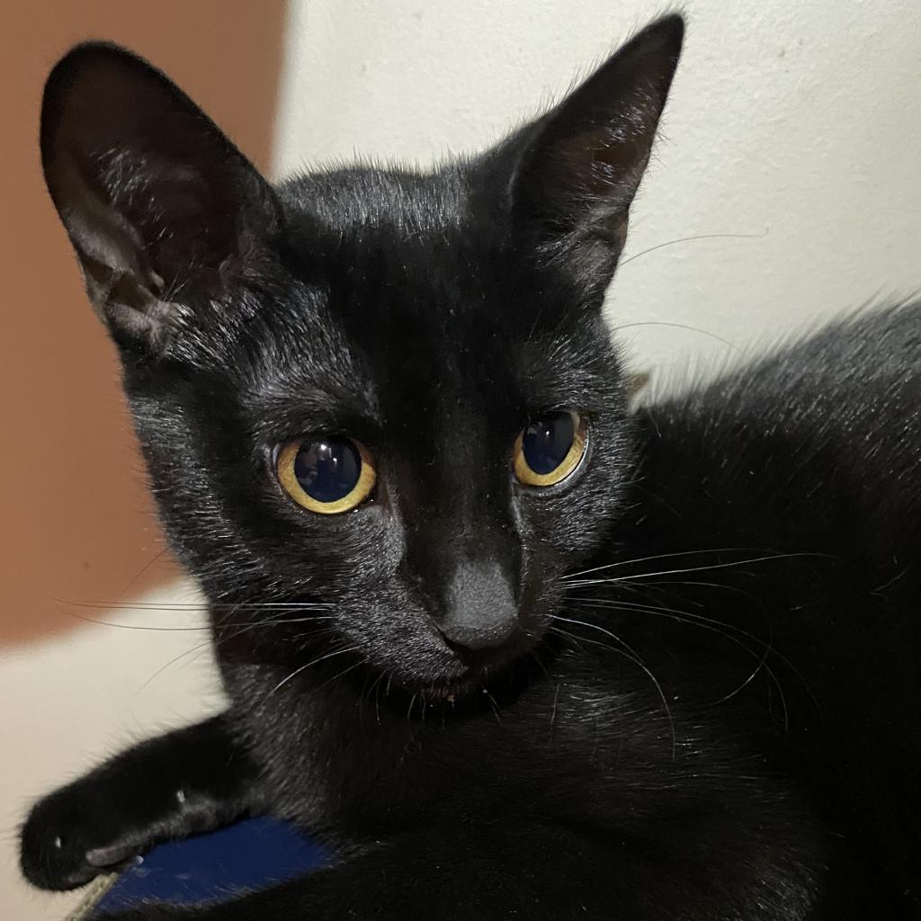 Enlarge Celeste, a Adoptable Domestic Short Hair in Fort Lauderdale, FL image 4/6