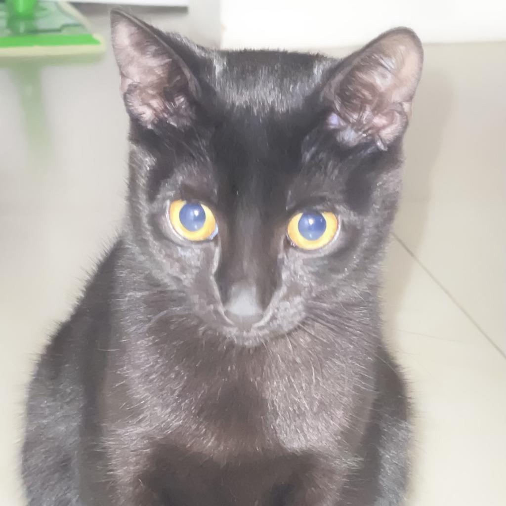 Enlarge Celeste, a Adoptable Domestic Short Hair in Fort Lauderdale, FL image 5/6