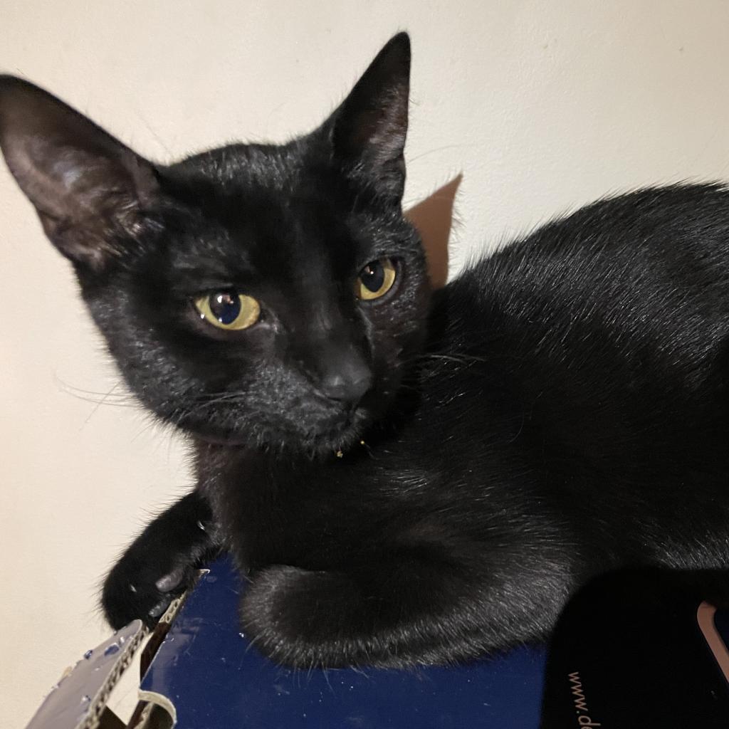 Enlarge Celeste, a Adoptable Domestic Short Hair in Fort Lauderdale, FL image 6/6