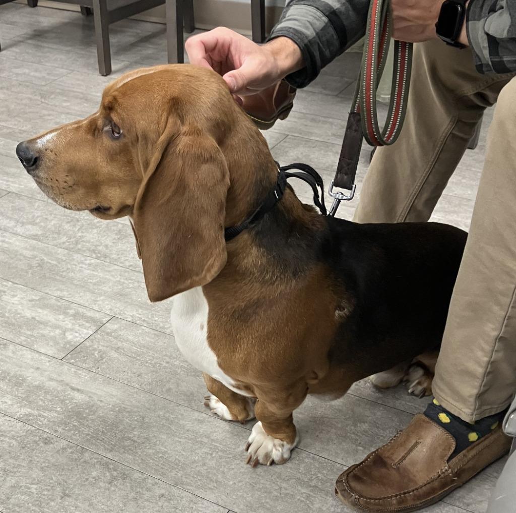 Mozzie, Adoptable, Adult Male Basset Hound.