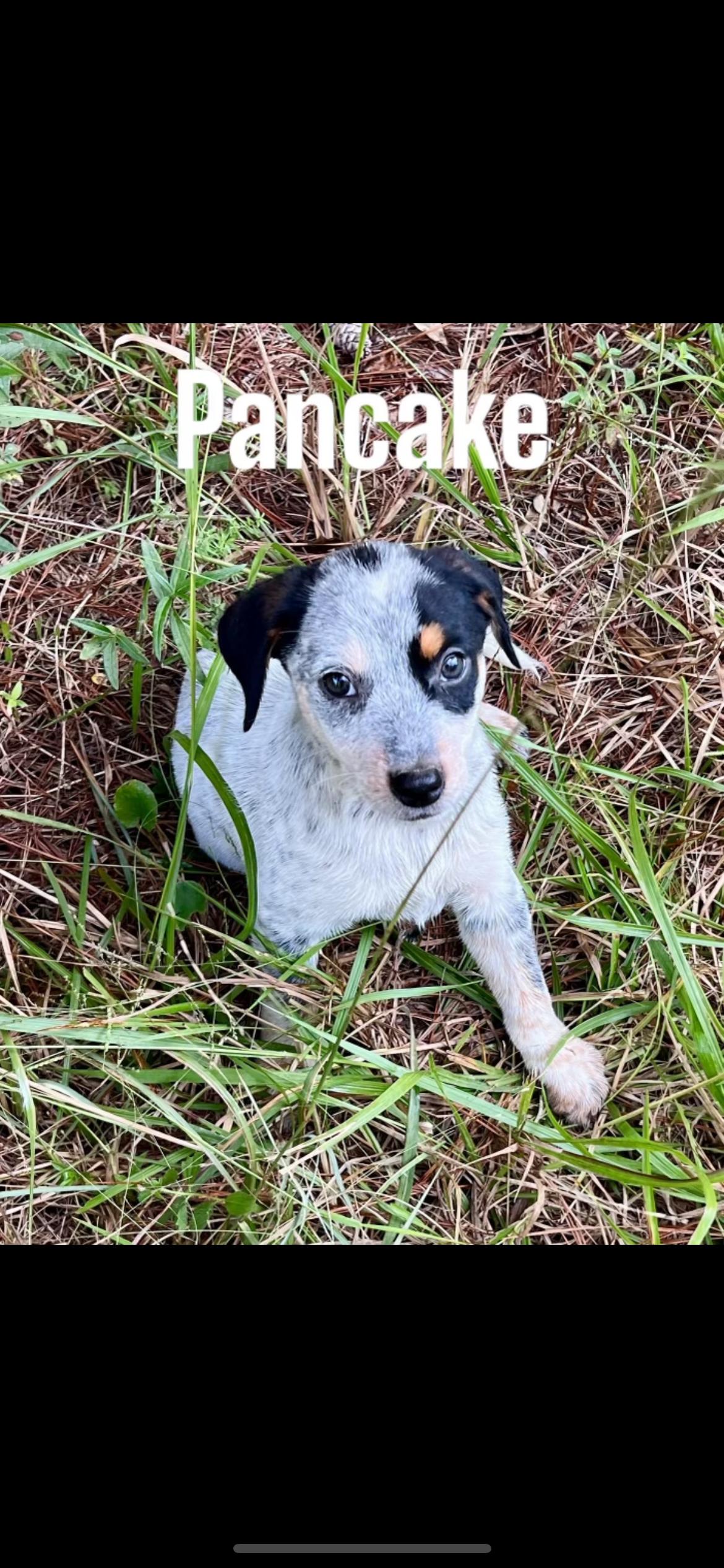 Dog for adoption Pancake, a Labrador Retriever Mix in seaside heights