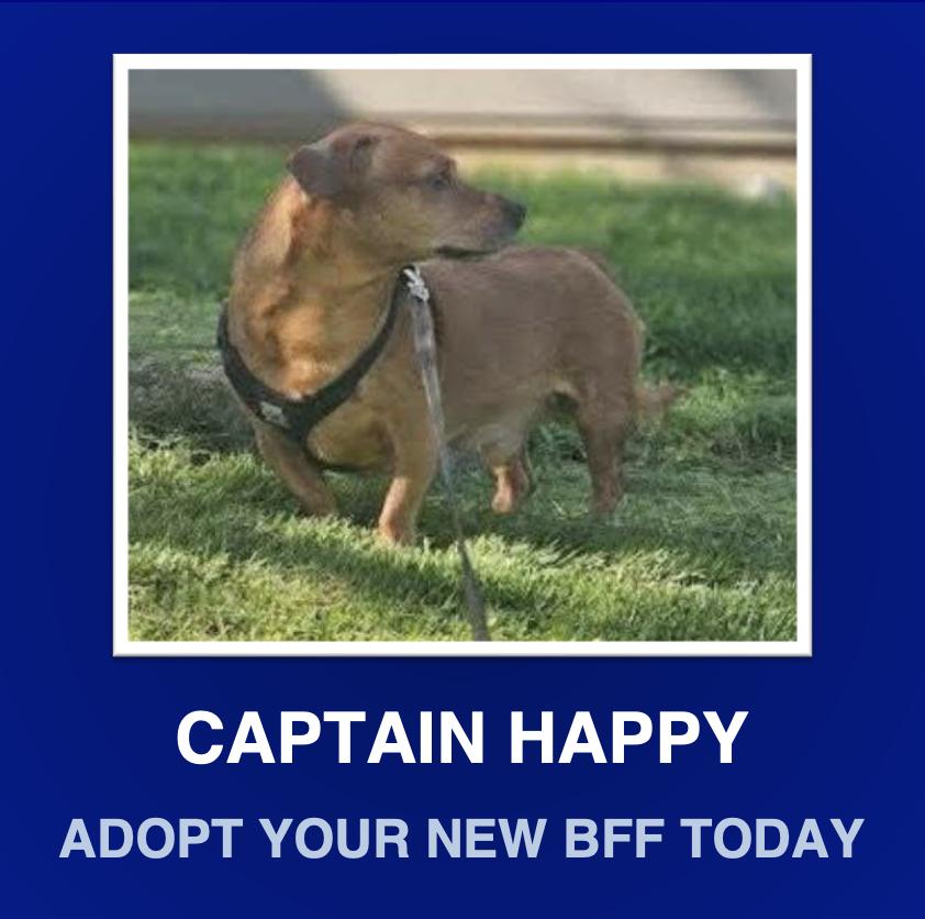 Ollie, Adoptable, Young Male Dachshund.