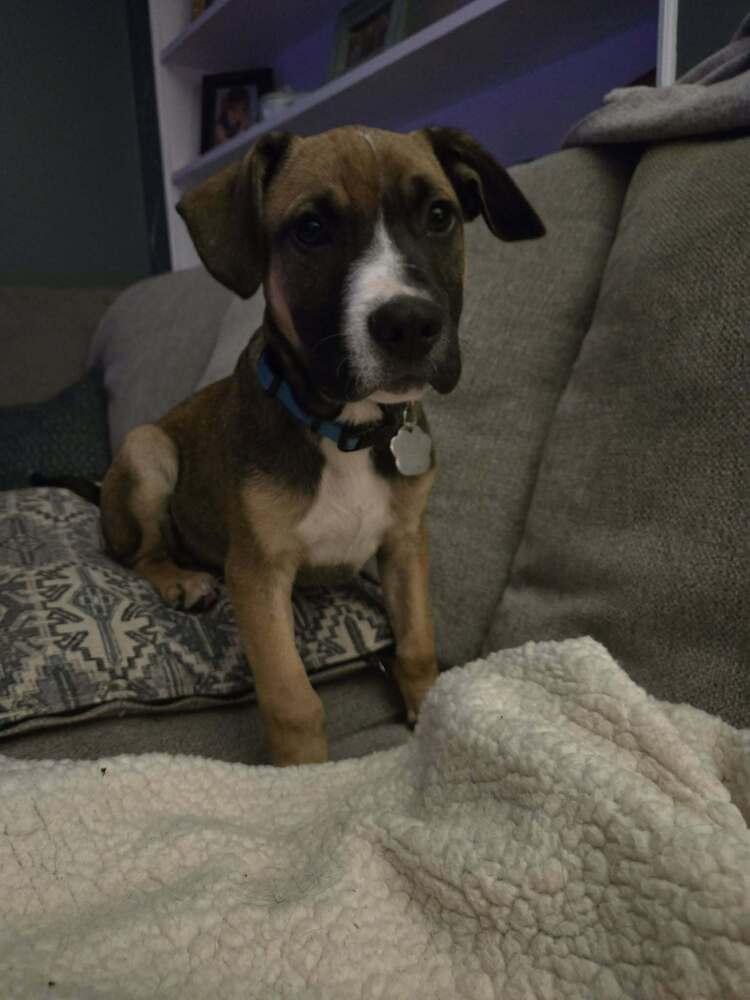 Sprout, Adoptable, Puppy Male Mixed Breed.