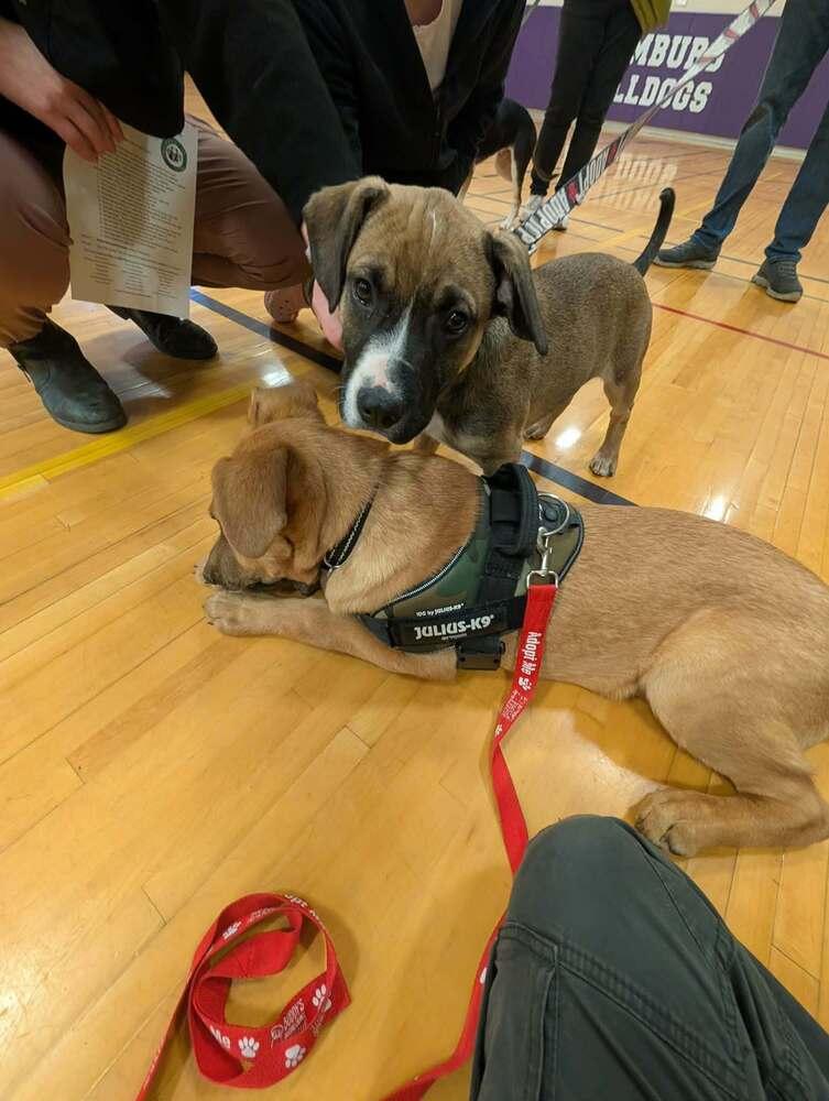 Enlarge Sprout, a Adoptable mixed breed in Amherst, NY image 2/6